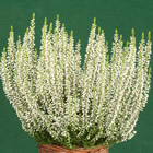 Gardengirl 'Alicia'