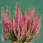 Gardengirl 'Amethyst'