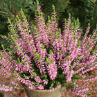 Gardengirl 'Anette'