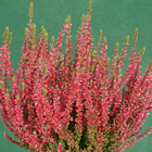 Gardengirl 'Aphrodite'