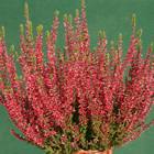 Gardengirl 'Athene'