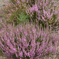 Besenheide
