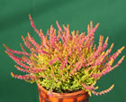 Gardengirl 'Bonita'