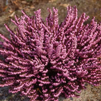 E. x darleyensis