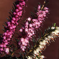 Erica x darleyensis, Englische Heide