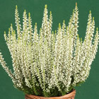 Gardengirl 'Helena'