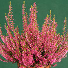 Gardengirl 'Jette'