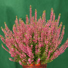 Gardengirl 'Juliane'