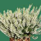 Gardengirl 'Klaudine'