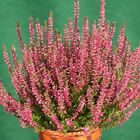 Gardengirl 'Liliane'