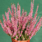 Gardengirl 'Luisa'