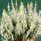 Gardengirl 'Madonna'