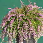 Gardengirl 'Nelly'