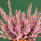 Gardengirl 'Pink Madonna'
