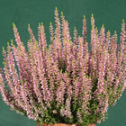 Gardengirl 'Pink Alicia'