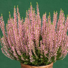 Gardengirl 'Rosita'
