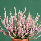Gardengirl 'Silvana'