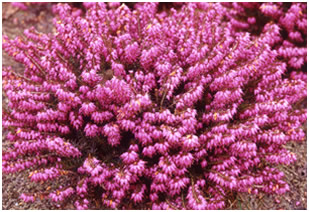 Erica carnea 'Winterfreude'