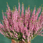 Gardengirl 'Susanne'