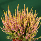 Gardengirl 'Theresa'
