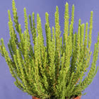 Gardengirl 'Zelena'
