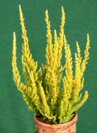 Gardengirl 'Zeta'