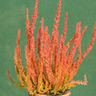 Gardengirl 'Zora' im Winter