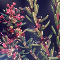 Empetrum nigrum männlich / weiblich