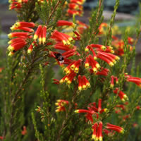 Erica speciosa