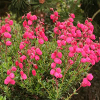 Daboecia cantabrica 'Angelina'