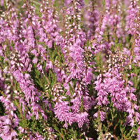 Besenheide 'Calluna vulgaris'