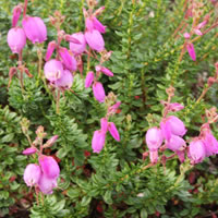 Irische Glockenheide 'Daboecia cantabrica'