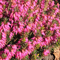 Winterheide 'Erica carnea'