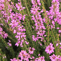 Grauheide 'Erica cinerea'