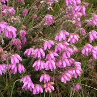 Glockenheide 'Erica tetralix'