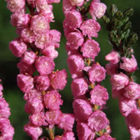 Blütenform gefüllt