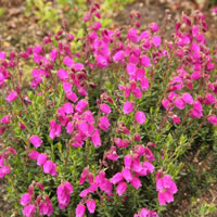 Daboecia cantabrica 'Vanessa'