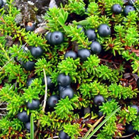 Empetrum nigrum, Krähenbeere