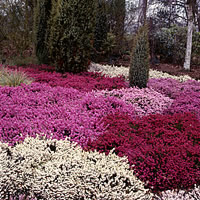 Erica carnea im Heidegarten