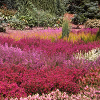 Erica cinerea, Grauheide