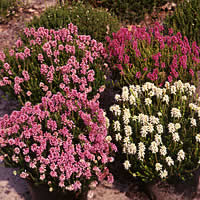Erica spiculifolia, Siebenbürgenheide