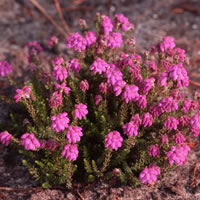 Erica tetralix