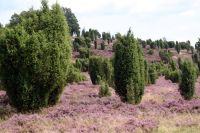 Typische Wacholderheide