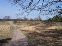 Westruper Heide bei Haltern