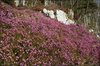 Schneeheide in den Alpen