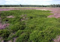 Krähenbeeren bei Ahlhorn