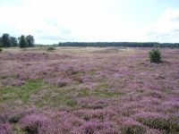 Pestruper Gräberfeld