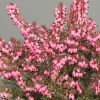 E. x darleyensis 'Pink Harmony'