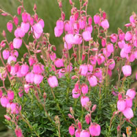 Daboecia cantabrica 'Rosella'