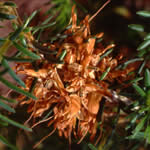 1. Jahr: Kreuzung und Samenernte